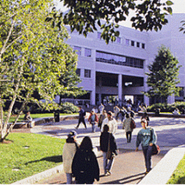 Northeastern Snell detail